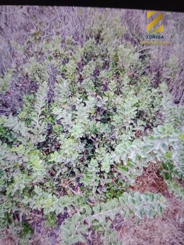 Parcela Urbanizada En Condominio, Quilimarí - 12